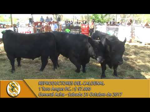 21-10-17 Venta de Toros P.C. - Reproductores del Caldenal - General Acha.