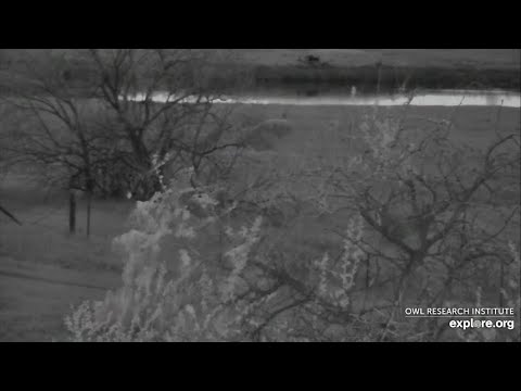 Great Horned Owl @ Roger’s Place - 22:09, 5/27/2022 - Little One takes first fledge on the limb top