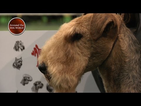 Around the Dog World - National Terrier and more 2017