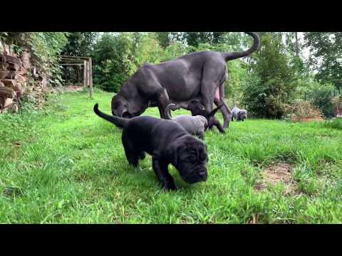 The Future Guards of the district