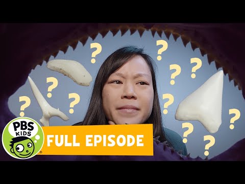 Mega Wow | Why Are Shark Teeth Different? | PBS KIDS