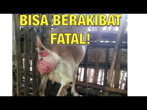 , title : 'Tips Mengatasi Kambing BROYONGEN'