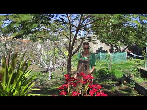 La Palma after the eruption + self-sufficiency - is anything still happening here?