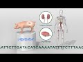 Pig-to-human kidney transplant 3D animation