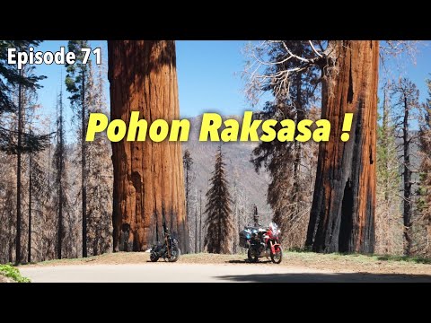 EP. 71: The Largest Tree in the World Is Here