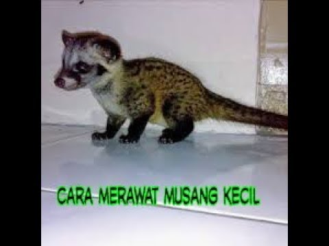 Virgin dari anggota kecil Anggota kecil dari forum