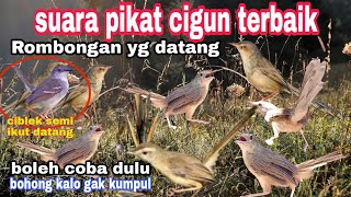 Download lagu suara pikat ciblek gunung terbaru || pancingan cigun malas bunyi jadi ngbren mp3 Download lagu suara pikat ciblek gunung terbaru || pancingan cigun malas bunyi jadi ngbren mp3