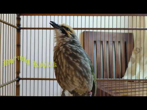 Terapi Untuk Cucak Rowo Muda Agar Cepat Gacor   Pancingan Suara Cucak Rowo