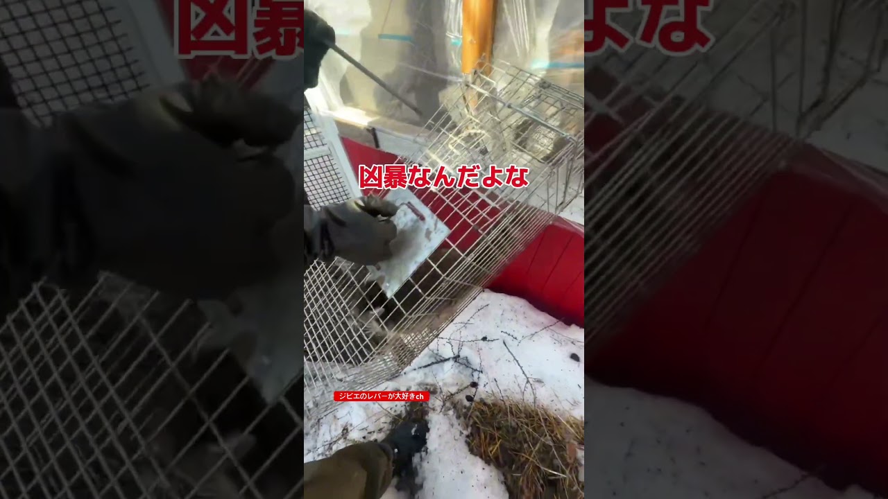 悪さするかわいいアライグマを駆除　#狩猟 #焼肉 #東出昌大