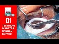 ️ Pengguna SOP 100 Sop100 Paling PARAH Sampai Congkel Mata Diabetes Darah Tinggi Gagal Ginjal