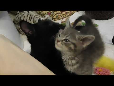 20191010pm-1 Gettin a Baff from My Brofur