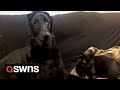 Pet cat helps brother dog who went blind to navigate around the house | SWNS