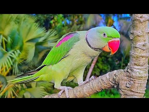 Alexandrine Parrot Natural Sounds / Voices