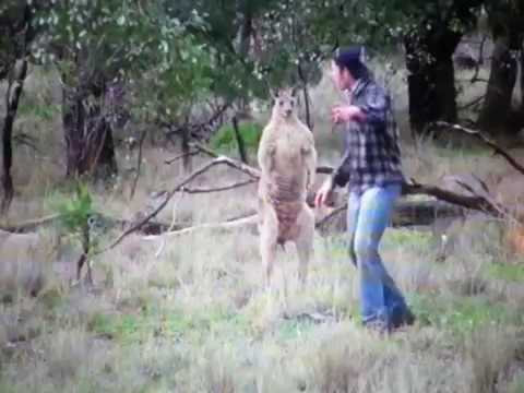Man Don't Care About Kangaroo!