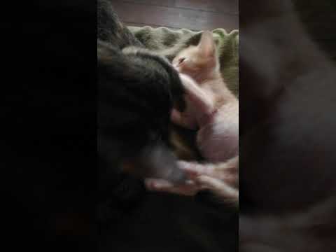 TINY KITTEN PLAYS WITH HER MOM CAT - D CAT DAD CHANNEL #SHORTS