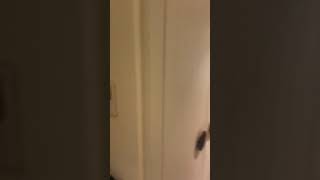 Voyage Sorgun, Antalya Bungalow oda turu