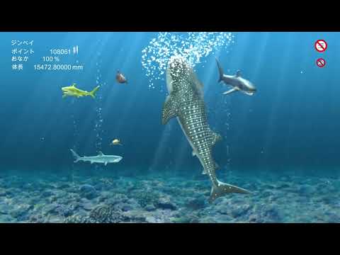 Whale shark that grows calmly Video