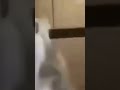 Black Guy Pouring Milk On Himself