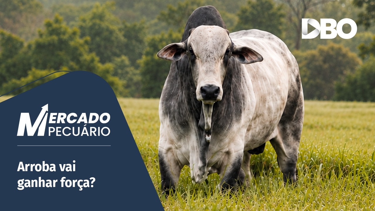 Boi gordo: China pode destravar alta da arroba a partir de outubro