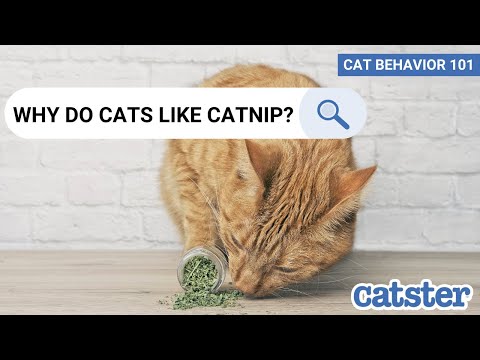 Why Do Cats Like Catnip? | CAT BEHAVIOR 101