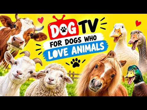 🐶📺 Dog TV for Dogs Who Love Animals | Farm Sounds for DOGS