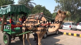 preview picture of video 'Camel Cart Ride in Agra'