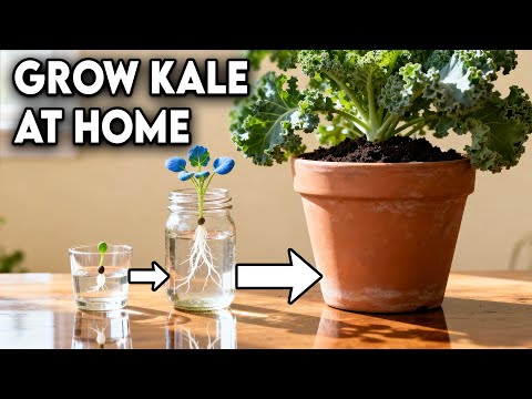 The BEST Way To Grow Kale From Seed┃0 - 6 weeks of Growth
