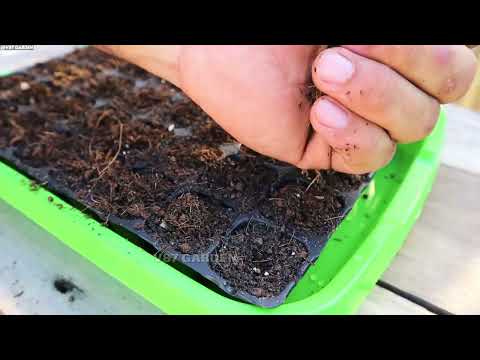 The Best Way to Grow Kale From Seed