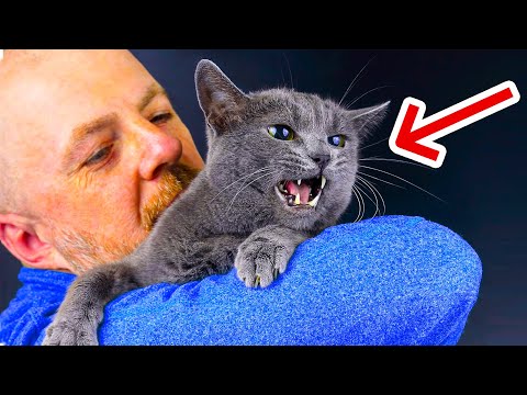 The REAL Reason Why Cats Hate Hugs