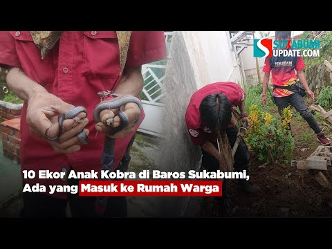 10 Ekor Anak Kobra di Baros Sukabumi, Ada yang Masuk ke Rumah Warga