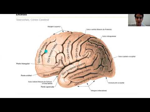 Generalidades da anatomia do telencéfalo - neuroanatomia