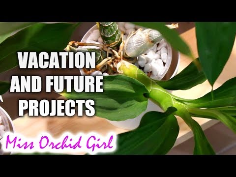 Vacation announcement and future Orchid projects