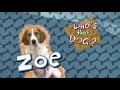 Martha Speaks Who S That Dog Zoe
