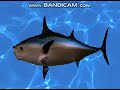 WeastBob WeastPants Intro