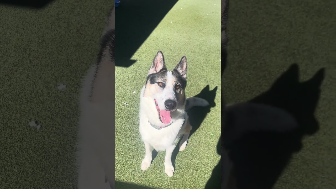 Enlarge Benny, a Adoptable mixed breed in Upland, CA video 6/6