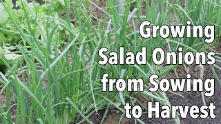 Growing Salad Onions from Sowing to Harvest