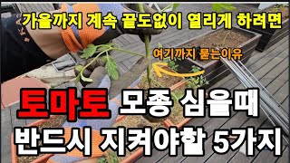 토마토 모종 심을때 반드시! 이거 해줘야 두배로 수확해요! #토마토모종심는방법 #토마토재배 #토마토키우기 #…