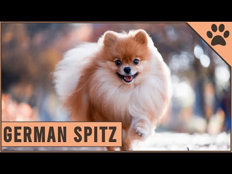German Spitz - Everything you need to know