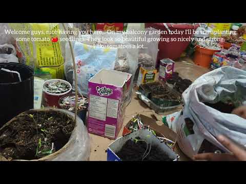 🇨🇦How I grow my own organic veggies & herbs in Canada  day 5 + Transplanting tomatoes 🍅 seedlings