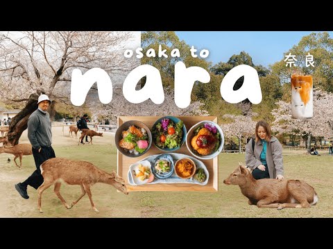 Nara Japan Vlog 🇯🇵 Nara Deer Park, Osaka Day Trip, Things to Do in Nara | Japan Travel Guide 2025
