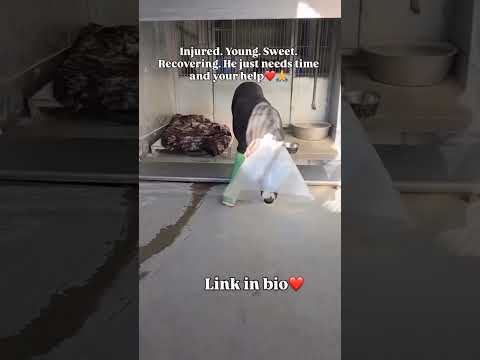 paypal link in bio to support our rescue dogs #NYC#LosAngeles#Chicago#Texas#Florida#california