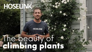 🌿 Transform your space with these Easy-to-Grow Climbing Plants | How-to Garden Series | Episode 26