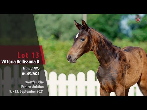 Fohlen-Auktion Lot 13 Vittoria Bellissima B Stute v. Va' Pensiero - Belissimo M