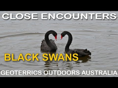 Labuť čierna (Cygnus atratus) — Black Swan pri Lake Ginninderra, Canberra, Austrália 4K