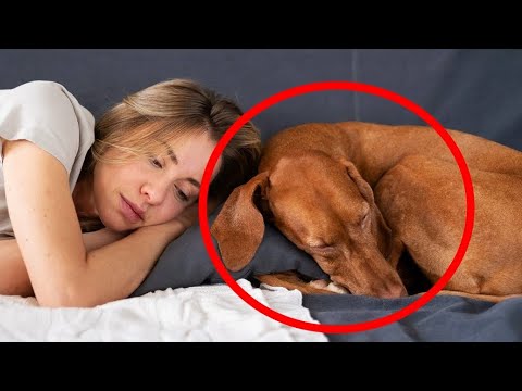Why Your Dog Wants to Sleep in Your Bed