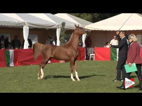 N.7 SS CORONADO AL JAMAL - Arezzo 2015 - Yearling Colts (Class 1B)