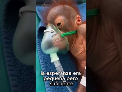Una pareja de orangutanes me detuvo en la carretera... Nunca me imagine el porque
