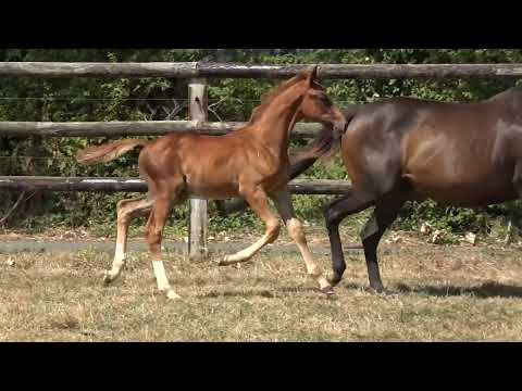 CUIKLY DES FLAGUES Z