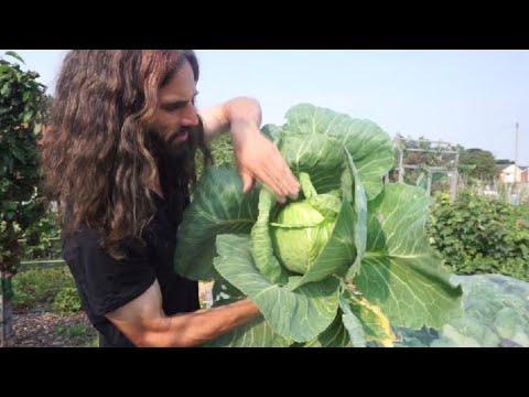 , title : 'UK June Allotment garden harvest Summer cabbage variety Earliest of All'