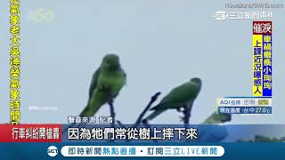 [問卦] 上帝為何要創造罌粟、大麻？